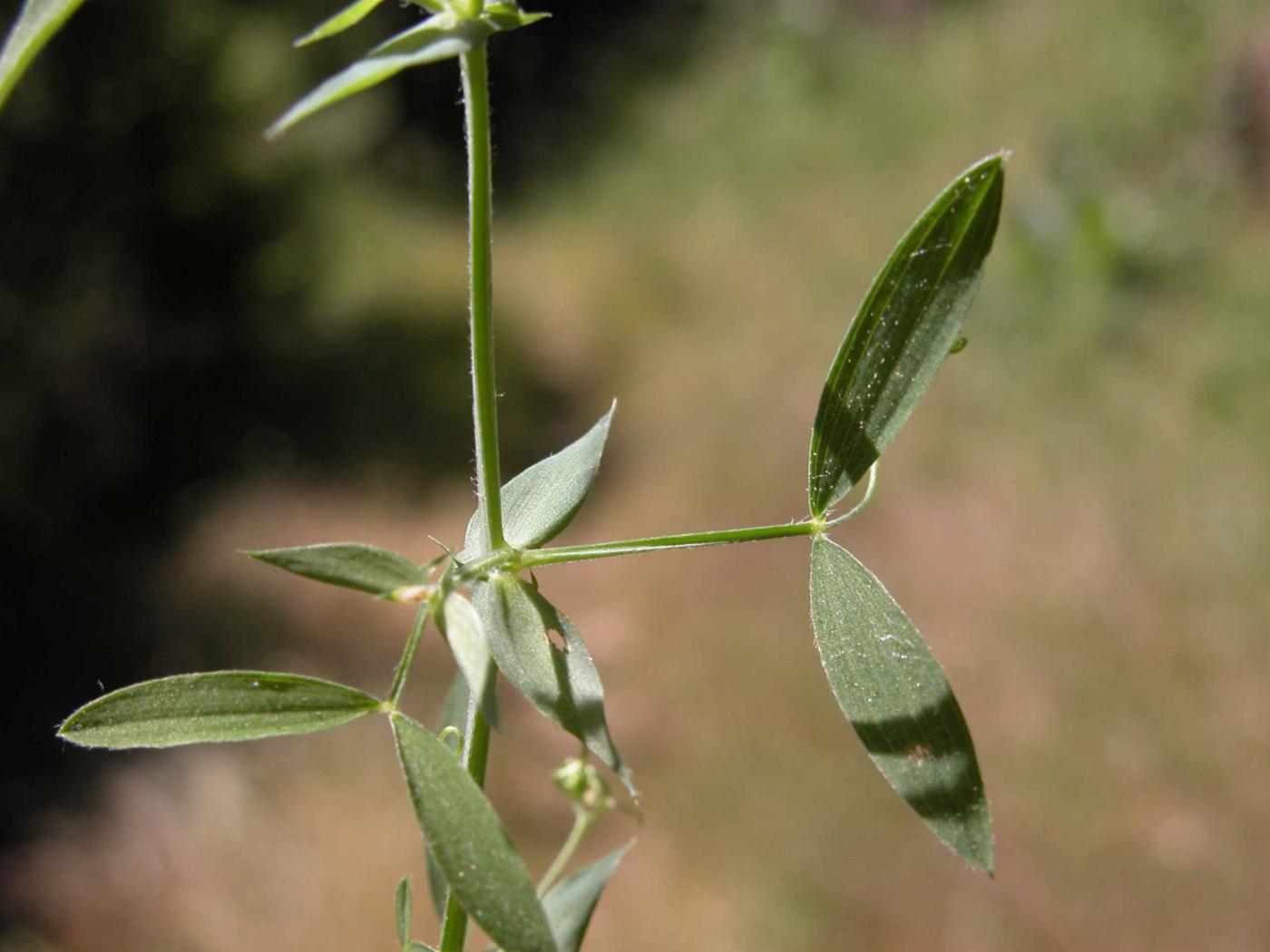 Vetchling, Meadow leaf